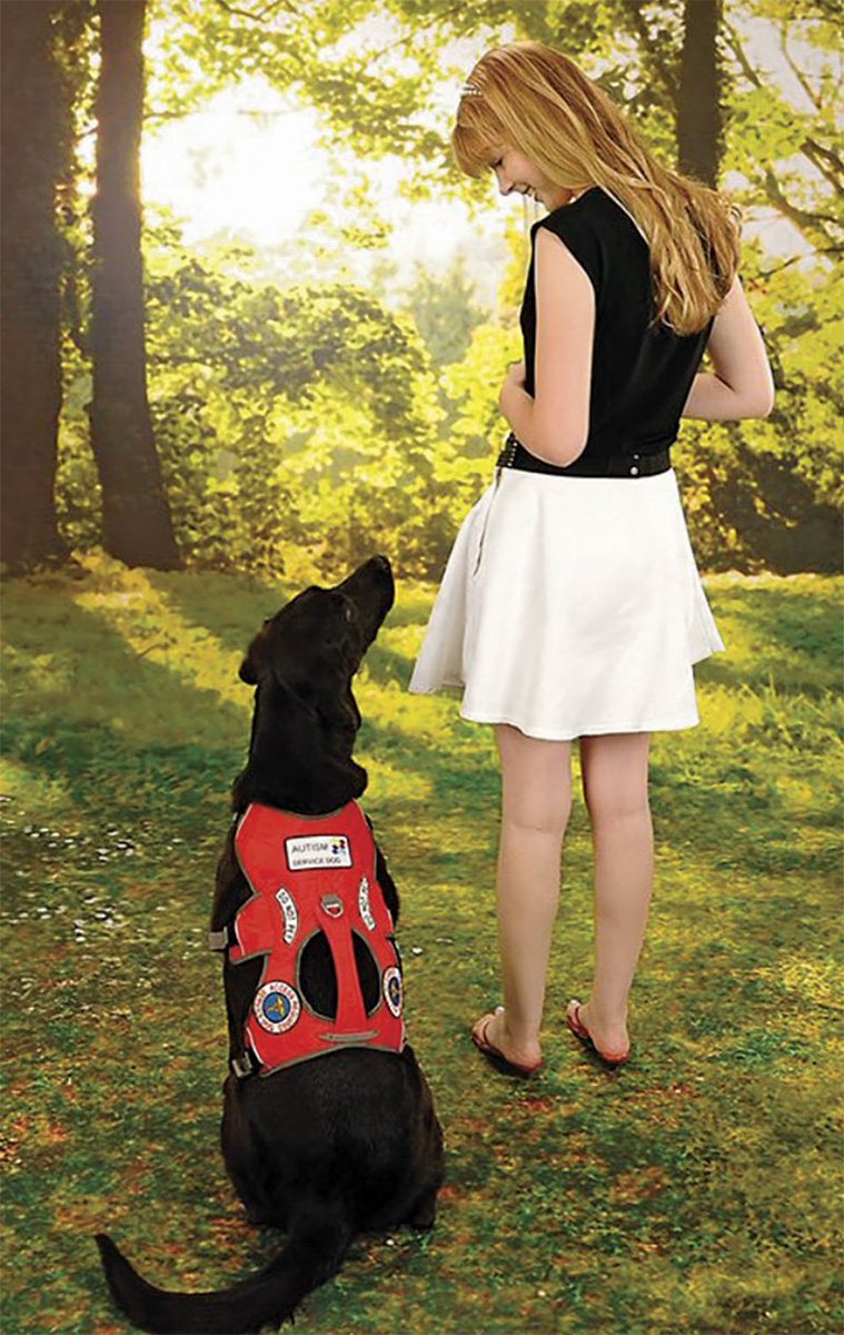 LoveToyDogs's tweet image. 12 Misconceptions About Service Dogs and Those Who Use Them dlvr.it/RGqsDT #DogBlogs #Dogs