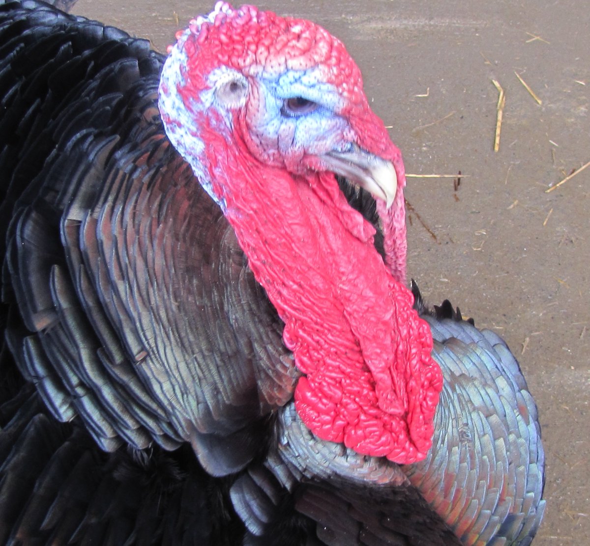 There's still a room available for the Farm Sanctuary Thanksgiving For the Turkeys event.  Book now at gingercat-bb.com