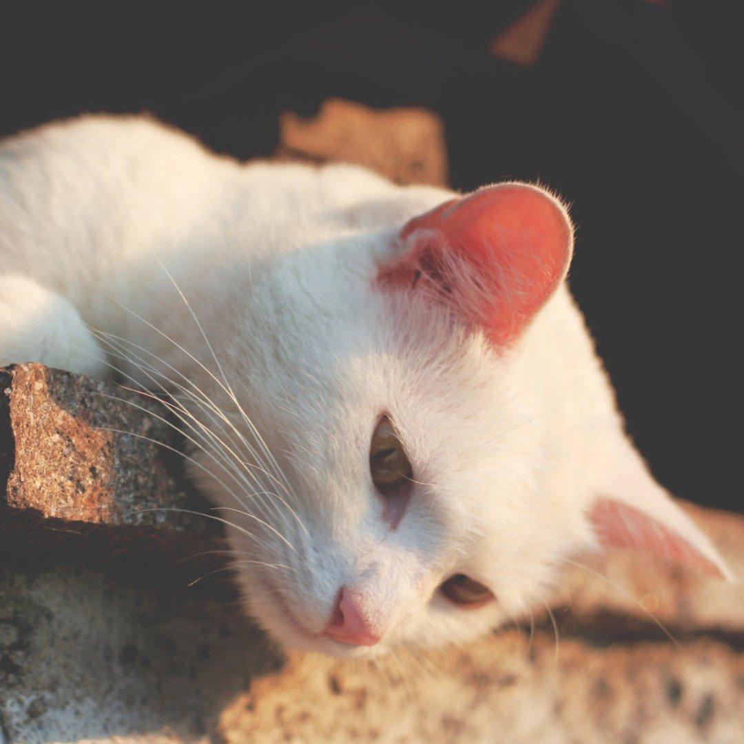 Bow Chicka Meow Meow tweet media