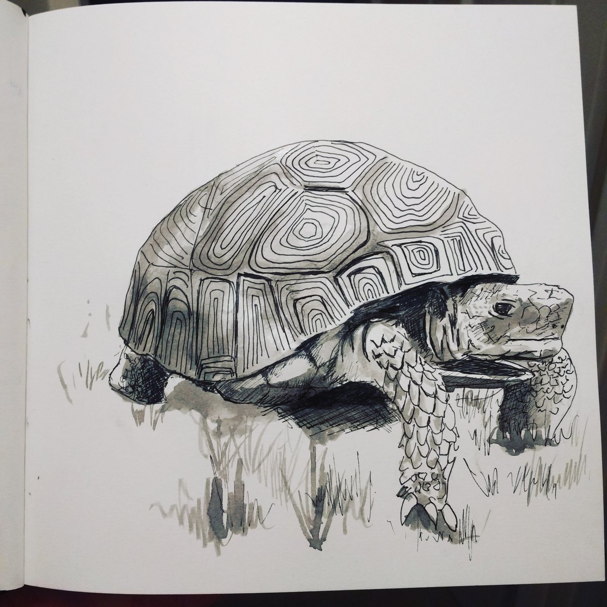 GoSketchBristol's tweet photo. Day 23 of #inktober2019 'ancient'

Wow! First time I felt rushed to finish a drawing during #inktober - only had 20 mins to draw so feel like it needs more but sleep is calling me!  #iwillnotbedefeated 

#inktober #inktoberday #inkdrawing #instaart #instaartist #lovetodraw https://t.co/VFhbIPC4fx