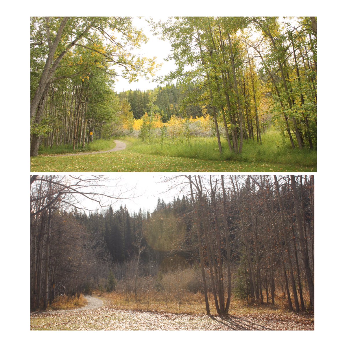 SarahMmeade's tweet photo. Another beautiful day of the Land Based Learning Series! Explored Land as teacher and the concepts of relationship, reciprocity + responsibility. Revisiting Fish Creek Park-what a difference a month makes! 🌱🍁#CBEIndigenousEd #CBELandBasedLearning https://t.co/9Ewxyjk9LK