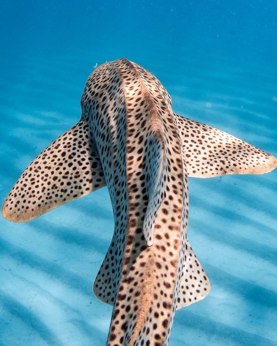 WestAustralia's tweet image. We're captivated 💙 by nature's works of art like the #ZebraShark! Who's with us 👐? These slow moving, docile fish are harmless and unique to shallow coral reefs like #CoralBay in @thecoralcoast. (via IG/jakewiltonphoto on tour with IG/ningaloomarineinteractions) #thisisWA