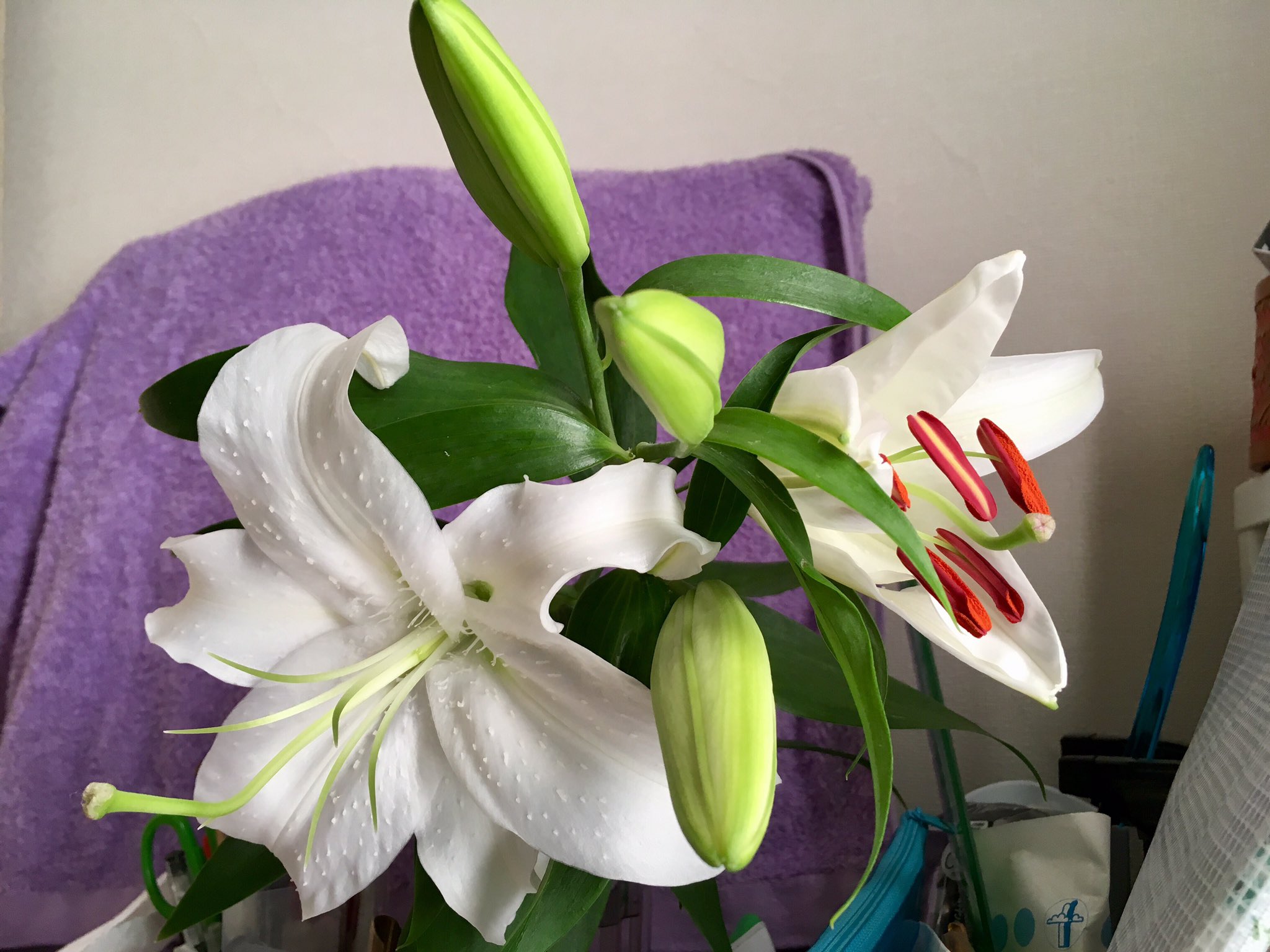 Chika0926b 自宅のユリ つぼみの状態で買ってきて挿してたらだんだん咲いてきた 右側の花は開きたてでまだ鮮やかなオレンジ色の雄しべ が付いたままだけど 花粉が散るのであとで先端だけ摘む 残りのつぼみもこれから咲きそうなので楽しみ ユリは自生の