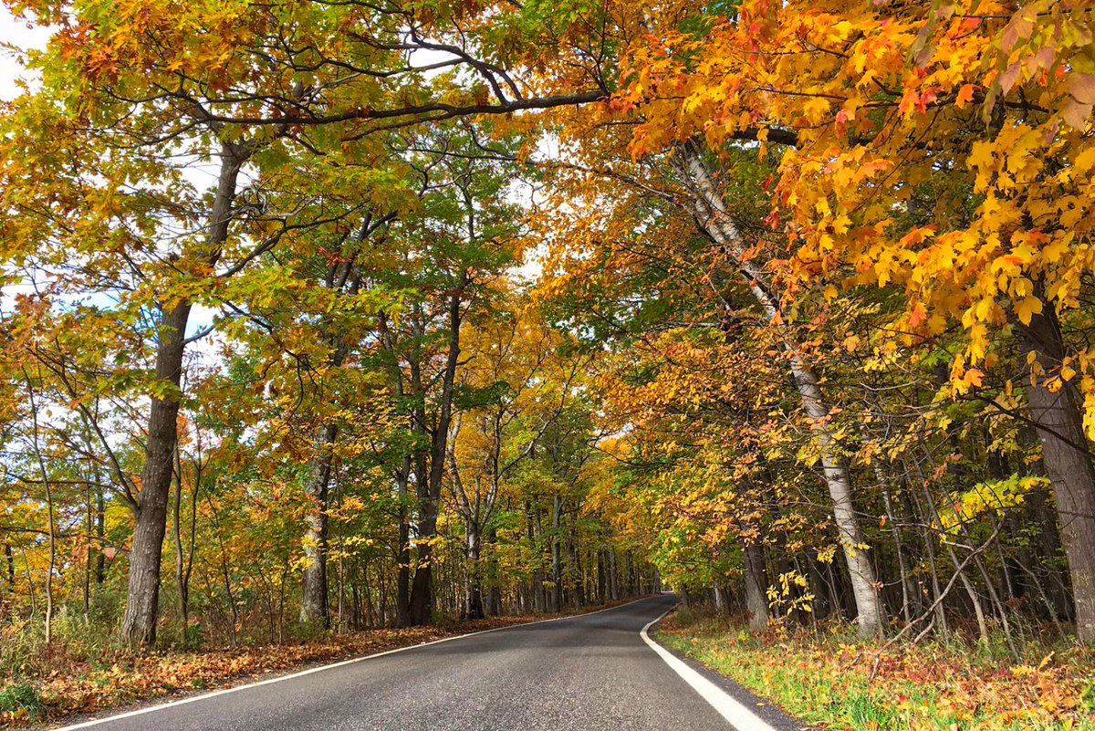 tunneloftrees's tweet image. Golden. 🍂  #M119  #PureMichigan  #TunnelofTrees