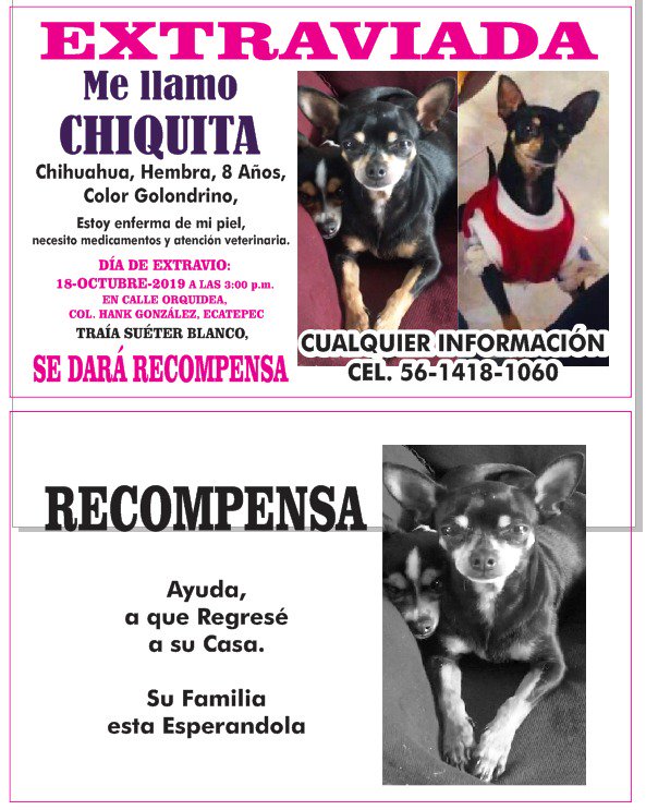 osoconplayera's tweet image. Se busca Chihuahua de 8 años se llama chiquita, se perdió el pasado 18 de octubre, en  Calle orquídea, Col. Hank González, en Ecatepec. 
Se que alguien la encontró, por favor Devuelvela. !!  hay recompensa.#telefericoecatepec