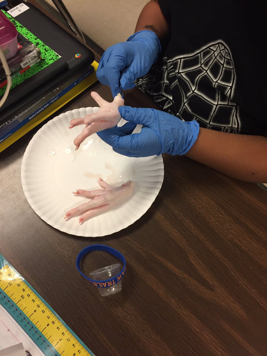 catdorc's tweet photo. Investigating internal structures that help us move @WAWschool https://t.co/vgbb81xUmP