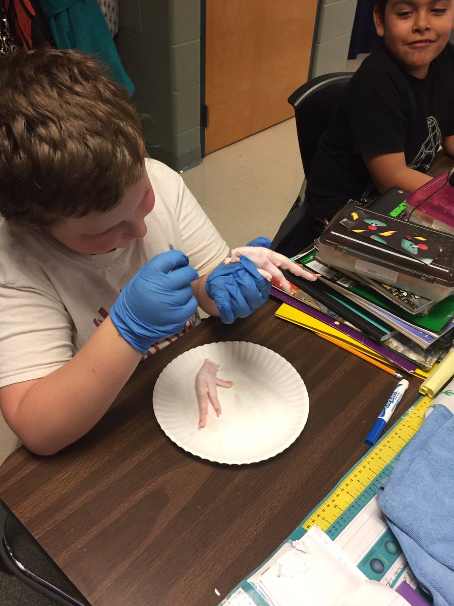 catdorc's tweet photo. Investigating internal structures that help us move @WAWschool https://t.co/vgbb81xUmP