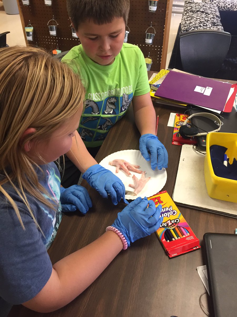 catdorc's tweet photo. Investigating internal structures that help us move @WAWschool https://t.co/vgbb81xUmP