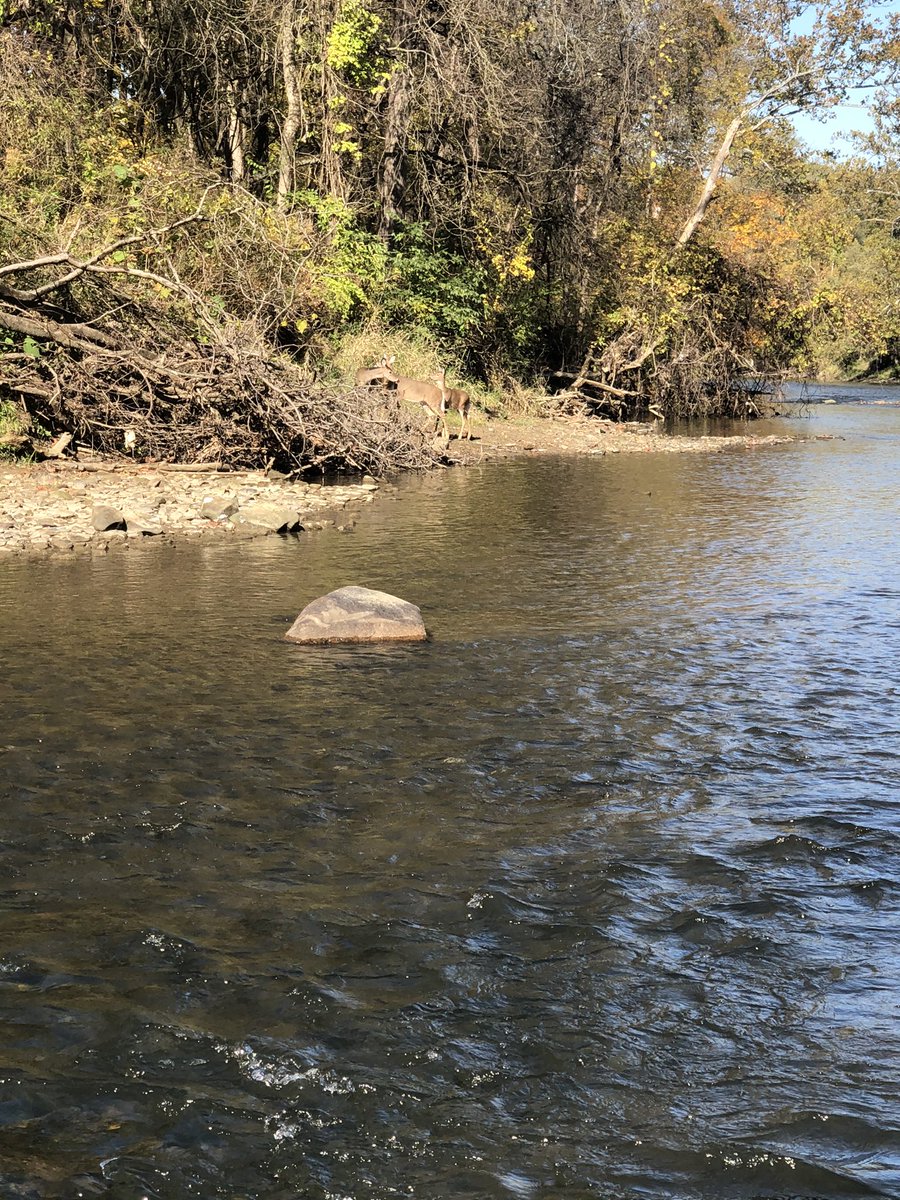 FrankCaputoMD's tweet photo. This is the river that caught on fire 🔥 years ago due to pollution ..we can make a difference .. now with a thriving fishery... #cuyahoga #chasingchrome #chagrinriveroutfitters https://t.co/gDTkSSK6ks