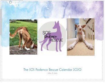 Our 2020 calendar is now available to order! Please email sospodencorescue@gmail.com or visit our Facebook page! ❤️ 

#sos_podenco_rescue #Calendar #podenco #rescue #rescuedog #spanishrescuedog #AdoptDontShop #fundraising #stockingfiller