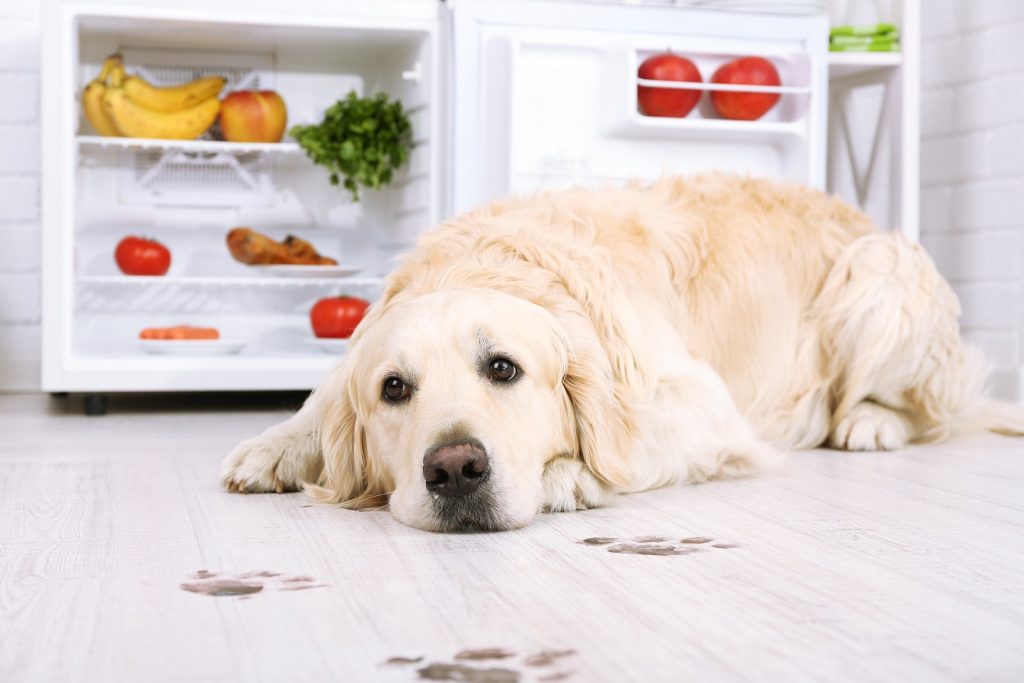 celebratehavfun's tweet image. 5 Tips to Make Clean Up After Your Pets Easier w/ @BestBuy &amp;amp; @BISSELLClean  #BISSELLClean #BISSELL #BPF #BuyBISSELLSavePets #ad trbr.io/uhZESpM via @2kidsandacoupon