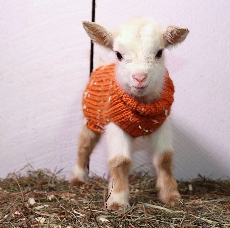 when it's finally sweater weather 🙌 shop our new sweaters here: ow.ly/DEz150wRszD