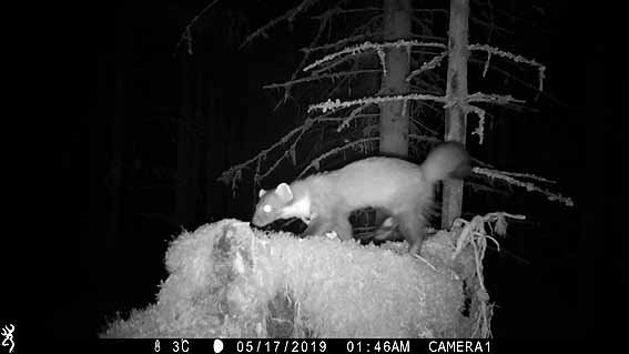 PineKev's tweet photo. @NorthWildlife I think you will find they are already here as you well know https://t.co/yvu8GE4c8l