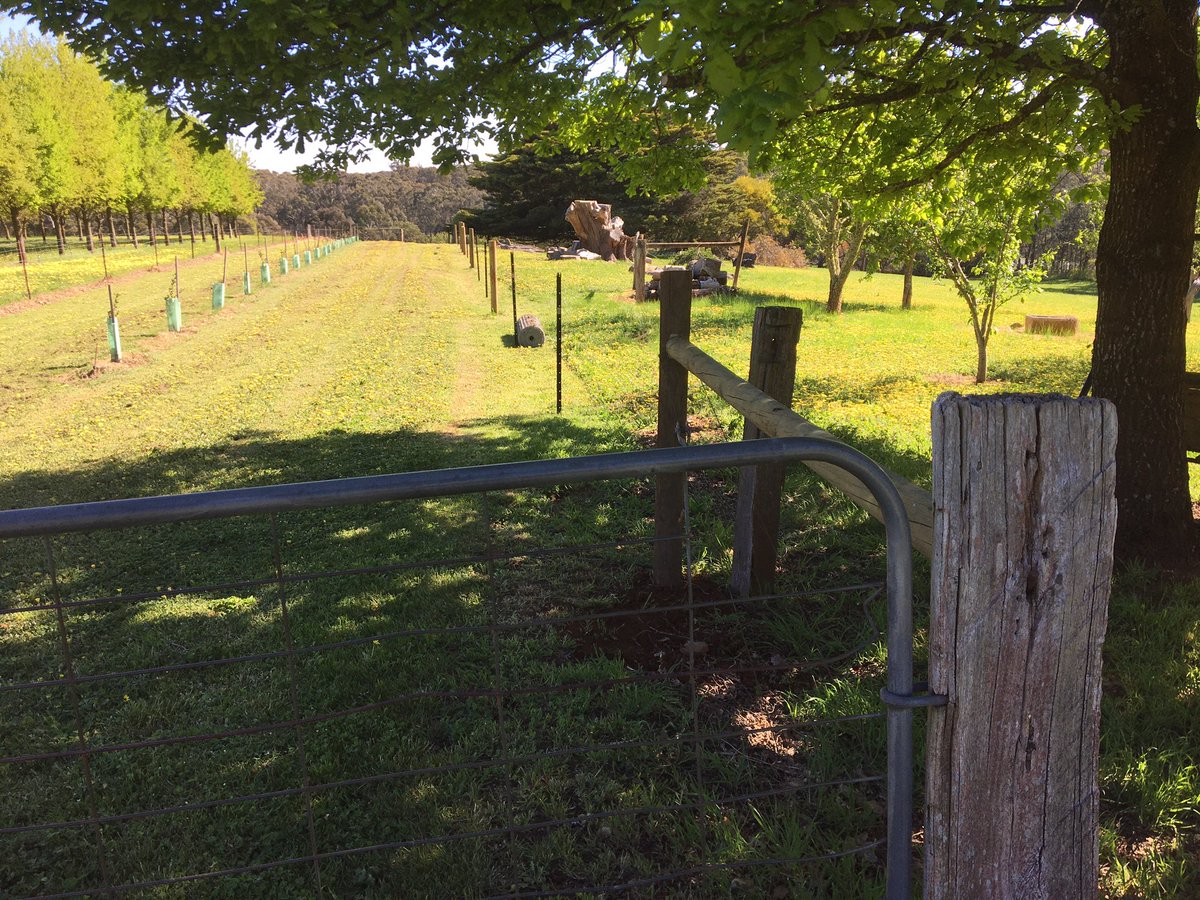 Wasn’t going to, but decided that a nee straning post was in order for the new fence enclosing the #summertruffles Old post just wasn’t in line and it looked “wrong”. #truffles #blackcattruffles #trufflemaintenance