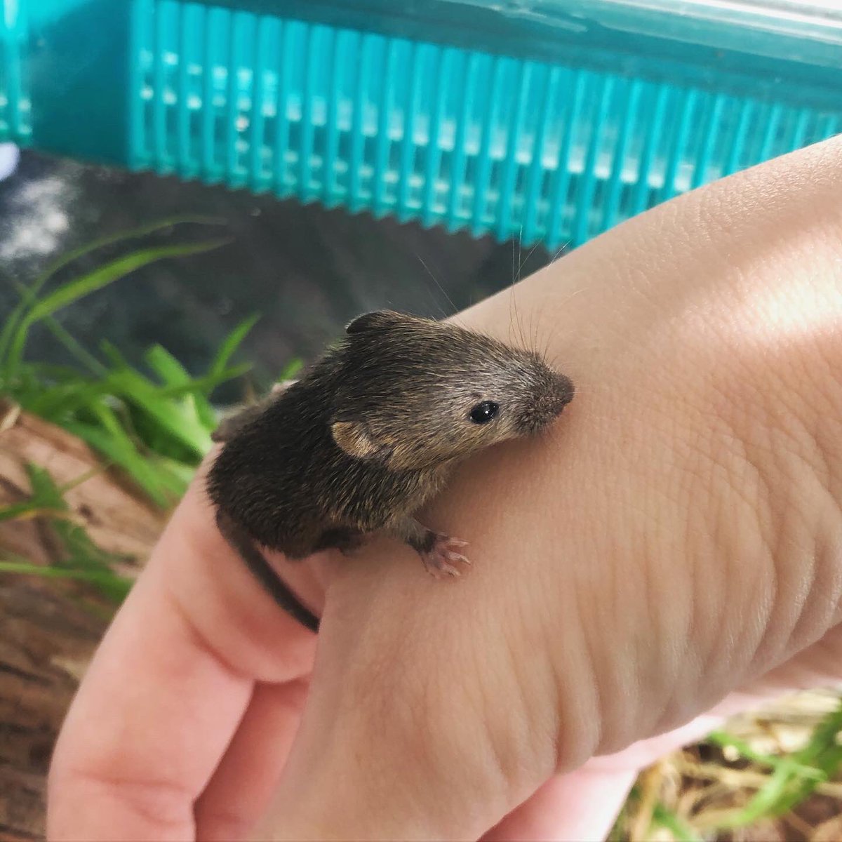 therodentnurse's tweet photo. Hello little baby! My little orphaned house mice have all opened their eyes. They will now be rehabilitated for life in the wild. 🙌🏻
#veterinary #mice #mouse #wildlife #wildlifephotography #wildliferehab #wildliferescue #wildliferehabilitation https://t.co/WBj9bdBbmY