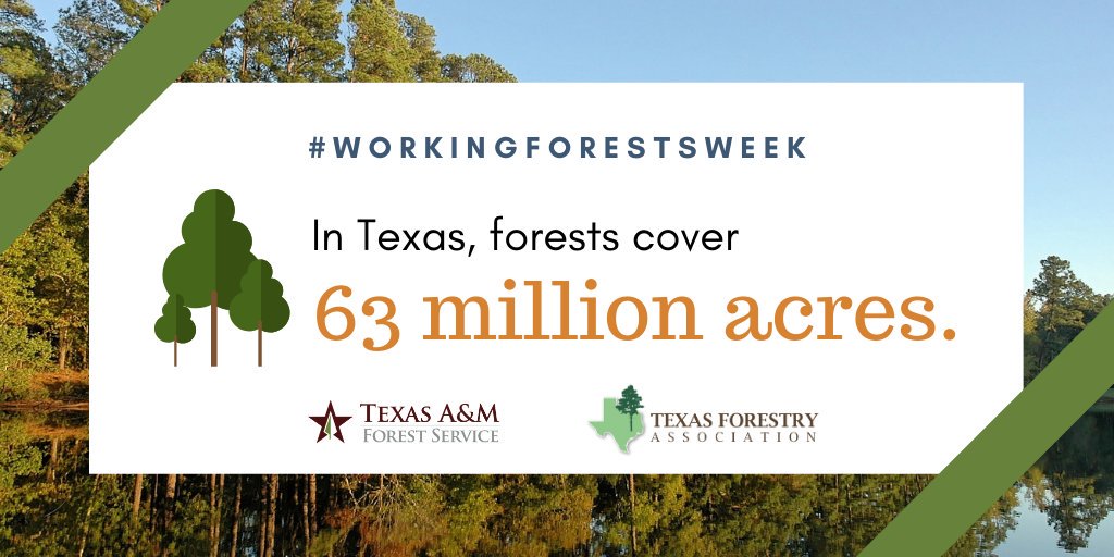 TXForestService's tweet photo. ...And today's #WorkingForestsWeek quiz answer is...
🌲 Forests cover 63 million acres in Texas! 🌲
#ForestFacts #ForestProductsWeek @texasforestry https://t.co/I6TbSbXujB