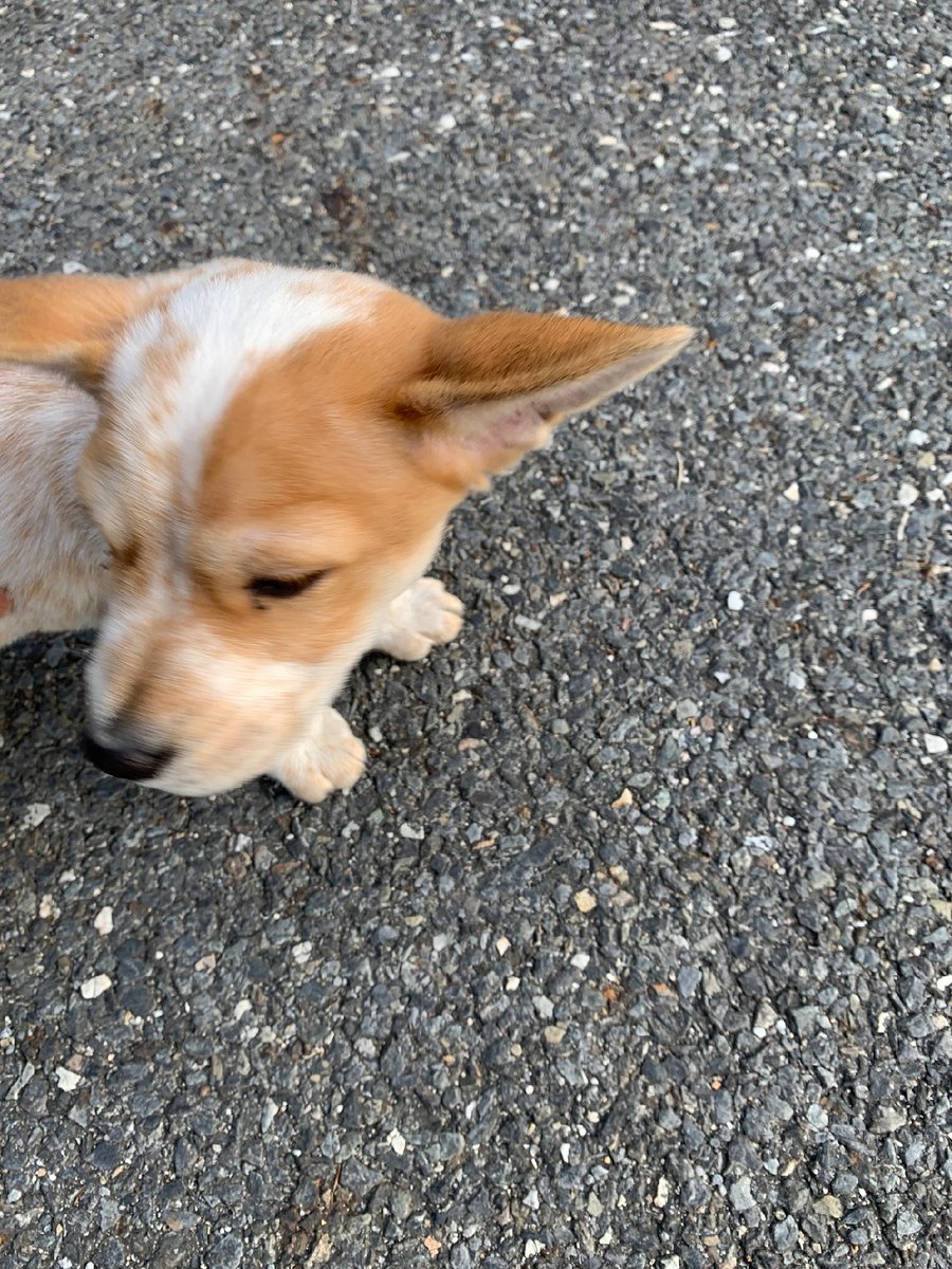 mayethr's tweet photo. RT 부탁드려요
출근길 남편 회사 주차장에 나타났습니다. 남편 바짓가랑이 잡고 안놔준다네요..  위치는 대전 관평동 테크노밸리 산업단지 안에 있는 에드모텍이라는 회사 주차장입니다.
아직 1살이 안된듯 보이며 남아라 합니다.. 혹 잃어버리신분, 연락부탁드려요.. https://t.co/O3eqwovAsX