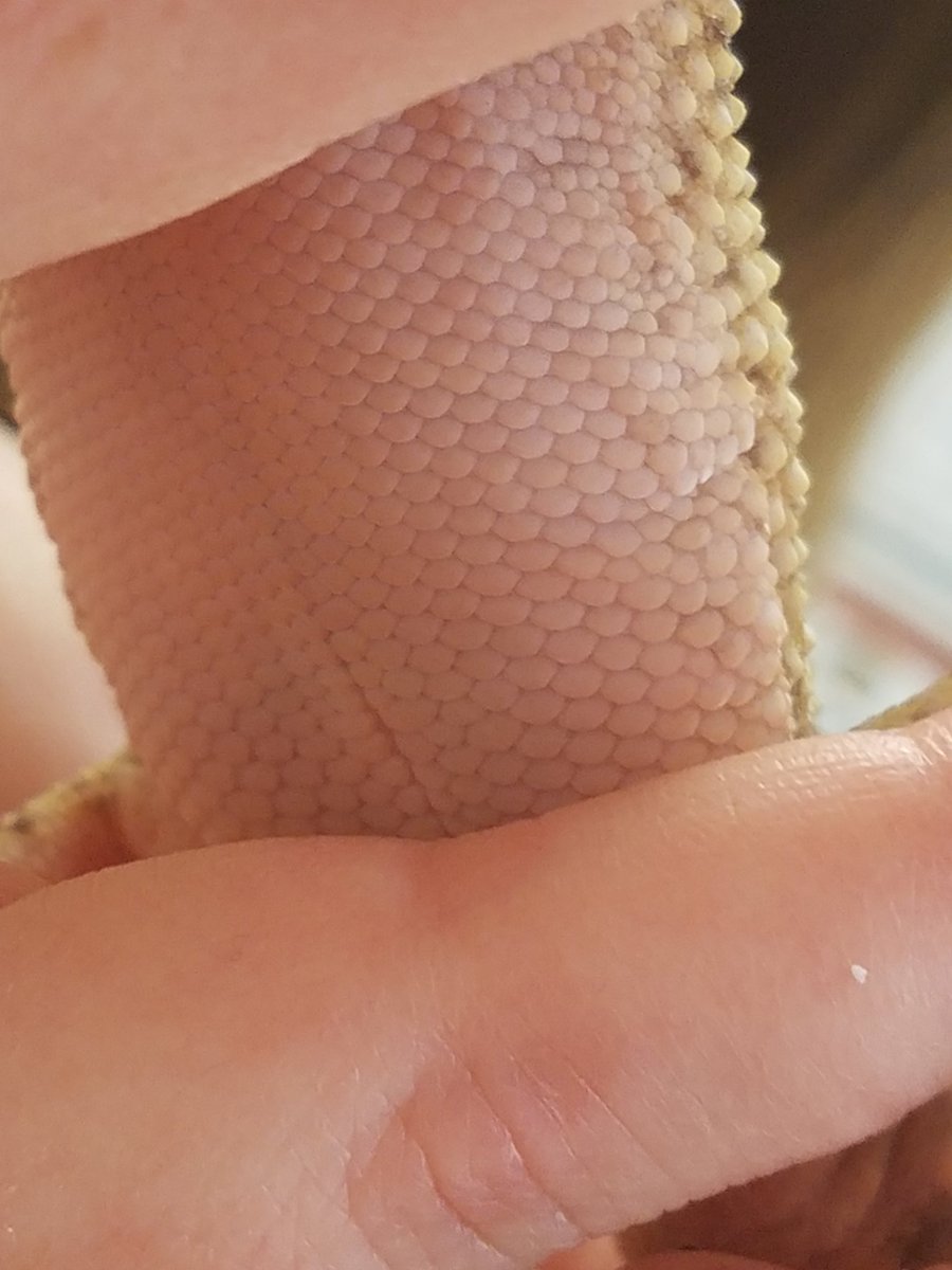 LJWood_LHECMES's tweet photo. Another new critter has joined the Lincoln Heights family. Welcome "Joe the Gecko" to Mrs. Minore's class for her Skin and Scales Expedition. ❤🦎 #LHESexpeditions @favalea10 @lhecmes https://t.co/mXEXuECtAi