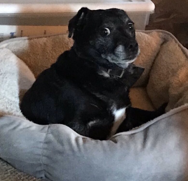 Yellow Dog Antiques RIP Rosie (@yellowonetsy) on Twitter photo <a href="/LuluAndMom/">LuluTheChiweenieAndMom</a> I are miss her very much, but I are glad you is here! 🤗 I were not see you for da long time. Love, Jesse pug sausage <a href="/LuluAndMom/">LuluTheChiweenieAndMom</a> I are miss her very much, but I are glad you is here! 🤗 I were not see you for da long time. Love, Jesse pug sausage