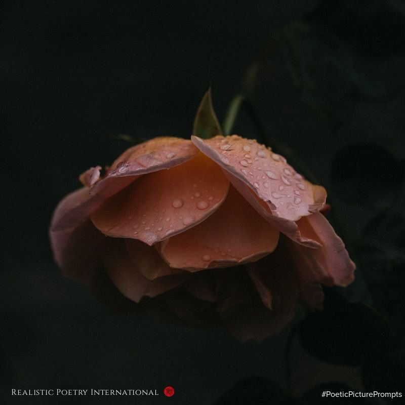 PoemDiary1's tweet photo. @RealisticPoetry Faded Rose

Even though this rose is fading fast
Mother Nature gave her a beauty that was timeless
All she will soon leave behind are the memory of a romantic trust #Poem ✍🏿✍🏿✍🏿 https://t.co/oJeEi0buYr