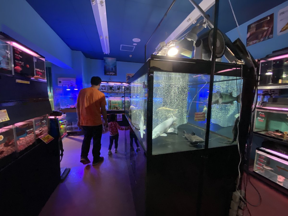 牟田 陽日 作品集発売中 実は能美市に来る全ての子連れファミリーに激推ししたい 手取フィッシュランド 開園から50年越えの釣り堀あり ウルトラマンスタジアムありの遊園地 入場料なし 力の入った鯉や金魚 アクアリウムコーナーは眺めるだけでも 牟田 陽日 作品集発売中 実は能美市に来る全ての子連れファミリーに激推ししたい 手取フィッシュランド 開園から50年越えの釣り堀あり ウルトラマンスタジアムありの遊園地 入場料なし 力の入った鯉や金魚 アクアリウムコーナーは眺めるだけでも