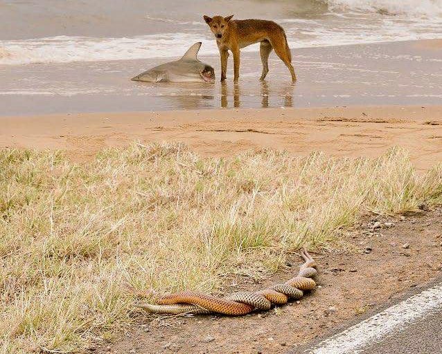 McClellandShane's tweet photo. Dingo eating a shark while two snakes have sex.

Welcome to Scorpio season https://t.co/0iYiAosolb