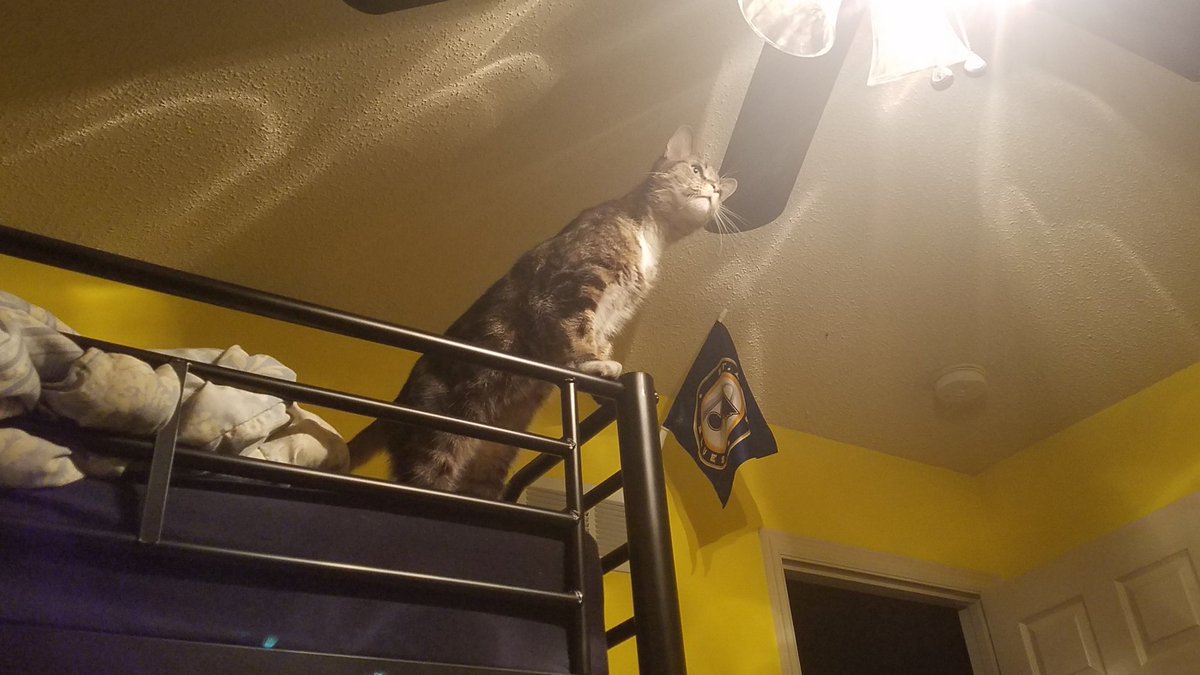 PtFusion_76's tweet photo. Today I had to say goodbye to one of my best friends. He was adorable, lazy, and always wanted attention. I will forever cherish the moments I had with him. ❤ https://t.co/zReB2Au0vP