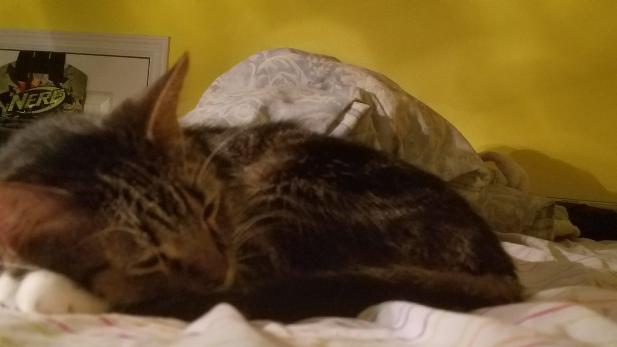 PtFusion_76's tweet photo. Today I had to say goodbye to one of my best friends. He was adorable, lazy, and always wanted attention. I will forever cherish the moments I had with him. ❤ https://t.co/zReB2Au0vP