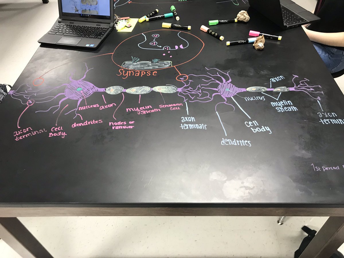 KrystalBare1's tweet photo. Quick nervous system review today in #Anatomy and I cannot wait to see their final products tomorrow. @NisdCTE our A&P students understand that #structuredeterminesfunction. https://t.co/mKrlKD9dLx