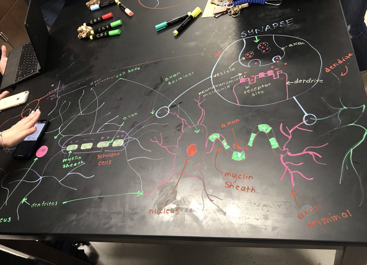 KrystalBare1's tweet photo. Quick nervous system review today in #Anatomy and I cannot wait to see their final products tomorrow. @NisdCTE our A&P students understand that #structuredeterminesfunction. https://t.co/mKrlKD9dLx