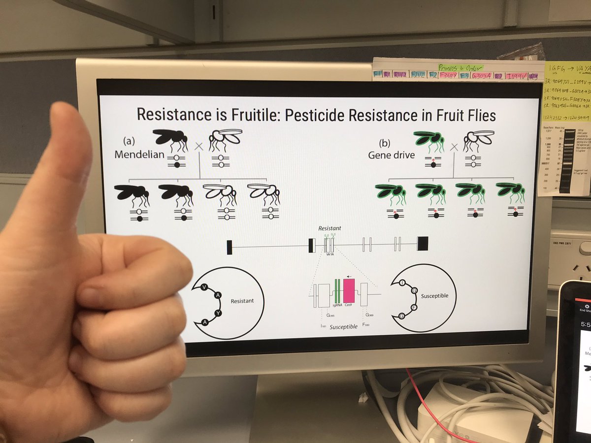 OntheFlySci's tweet photo. Oh my goodness! Such an honour to place in the #unimelbscicomm #3MT competition! It was a challenge describing both traditional (“Mendelian”) inheritance and how it is biased by a #genedrive with just one static slide (shown here with my 👍)! Glad to know I did a good job! 💕🧬🔬 https://t.co/3WqFyTfj1y