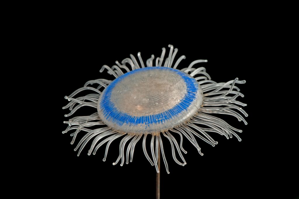 DrewHarvell's tweet photo. Here is the #Blaschka glass model from #ASeaofGLass @CornellCALS to accompany this stunning live Porpita #JELLYFISH imagery. Coined the "blue fleet" by Sir Alistair Hardy and described in my bloghttp://www.eeb.cornell.edu/harvellcom/2019/03/25/voyage-of-the-blue-dragon/ https://t.co/EJKNwunWZi