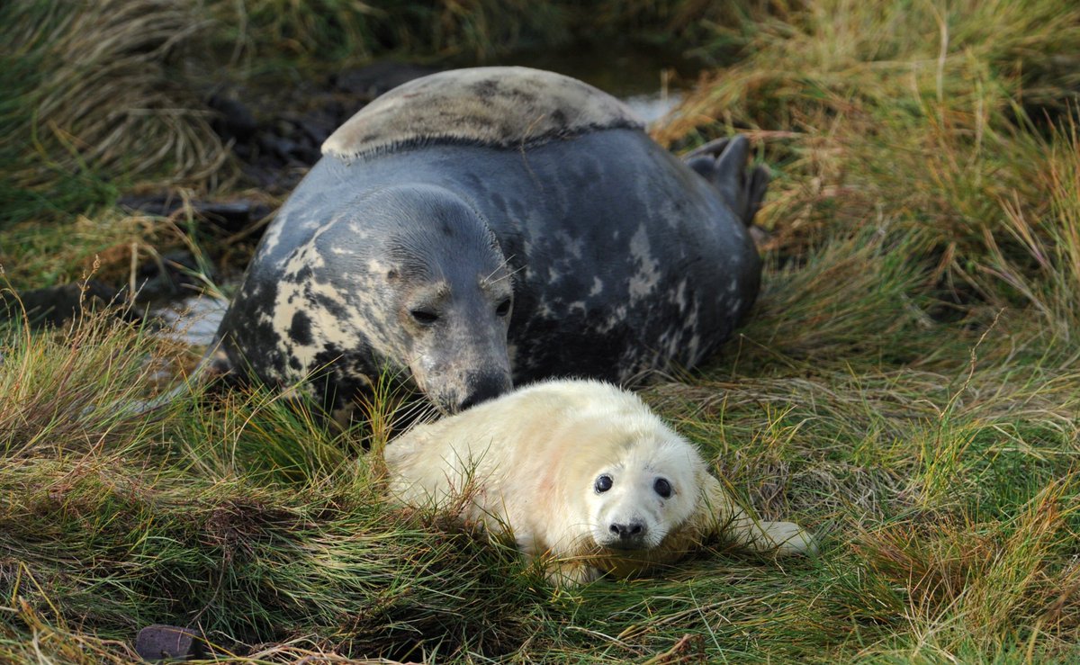 National Trust (@nationaltrust) on Twitter photo Get ready to go āawwā - the first seal pups of the season have been spotted <a href="/NTFarneIslands/">The Farne Islands</a>. Thanks to your support, we can continue caring for the islands they call home.
Photos: North News Get ready to go āawwā - the first seal pups of the season have been spotted <a href="/NTFarneIslands/">The Farne Islands</a>. Thanks to your support, we can continue caring for the islands they call home.
Photos: North News