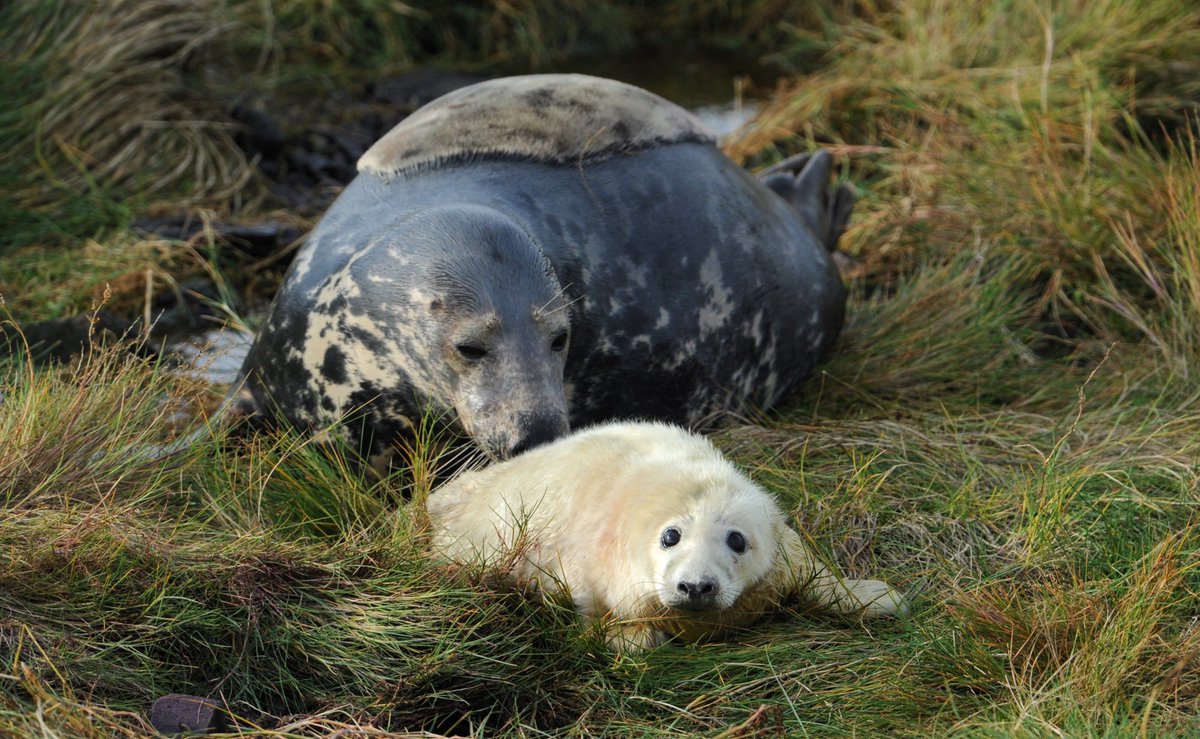 Get ready to go ‘aww’ - the first seal pups of the season have been spotted @NTFarneIslands. Thanks to your support, we can continue caring for the islands they call home. Photos: North News