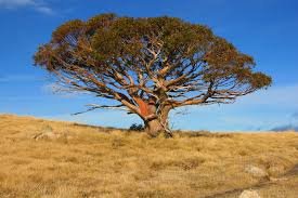 4wdvictoria's tweet image. An Australian Icon Mount Stirling Summit Tree is a solitary ancient snow gum is the only tree on the summit, at 1725m. is estimated to be more that 300 years old. Please respect this tree when you visit the area. info fwdvictoria.org.au #mtstirling #mtstirlingtree #parksvic
