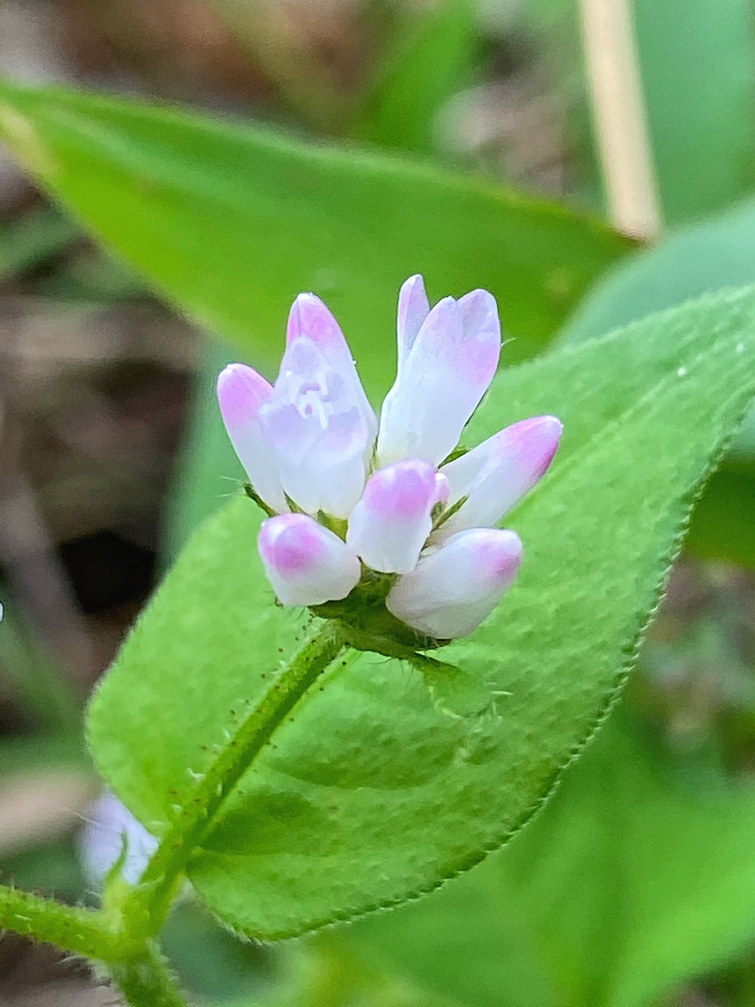 花丸花子 アキノウナギツカミ こんな面白い名前でこんな可愛い花 それがまたいいのかな それがまたいいんだな 野草 出会い花 花好きな人と繋がりたい 花 旅花 T Co Jb9txsodd0 Twitter