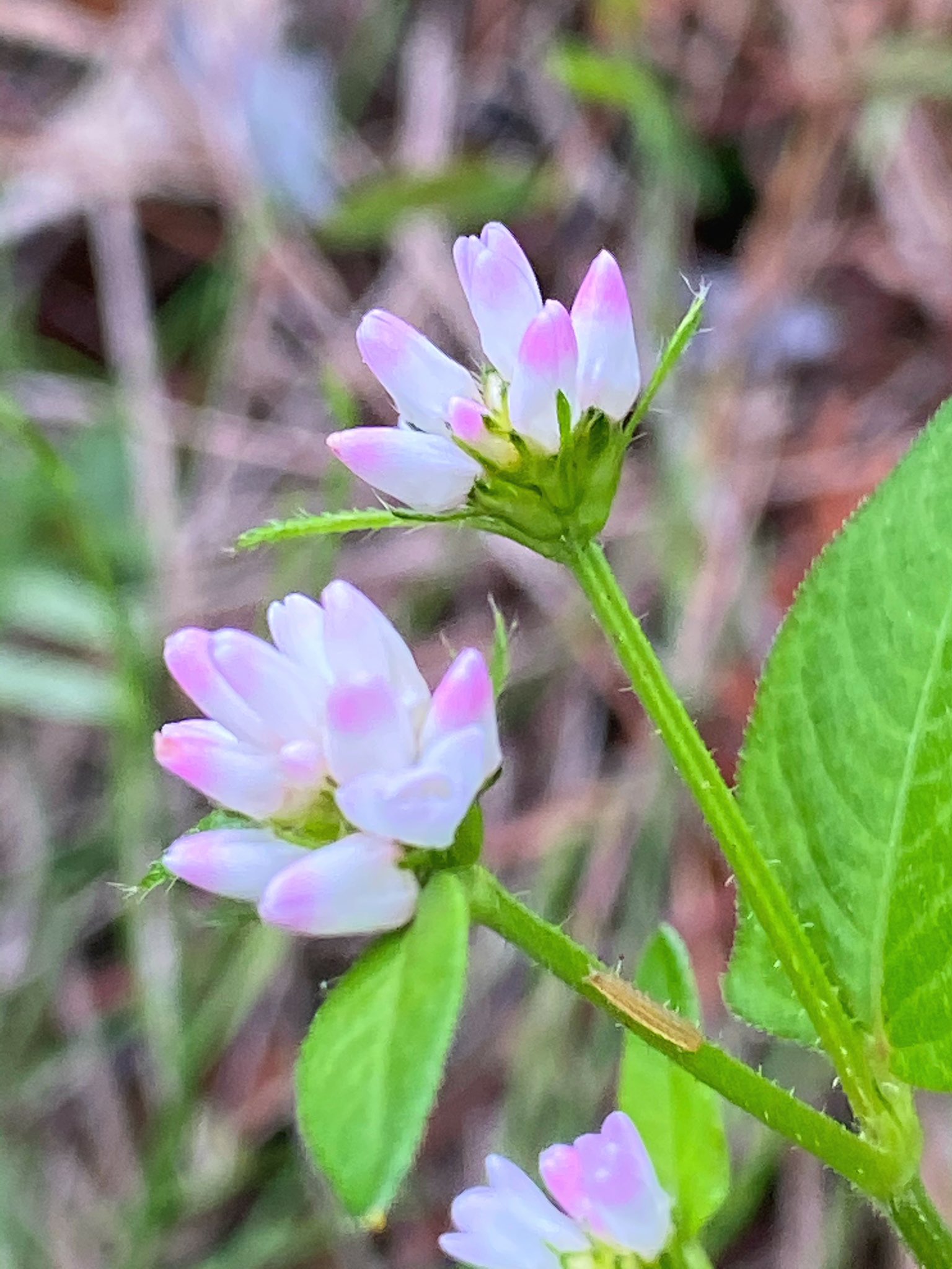 花丸花子 アキノウナギツカミ こんな面白い名前でこんな可愛い花 それがまたいいのかな それがまたいいんだな 野草 出会い花 花好きな人と繋がりたい 花 旅花 T Co Jb9txsodd0 Twitter
