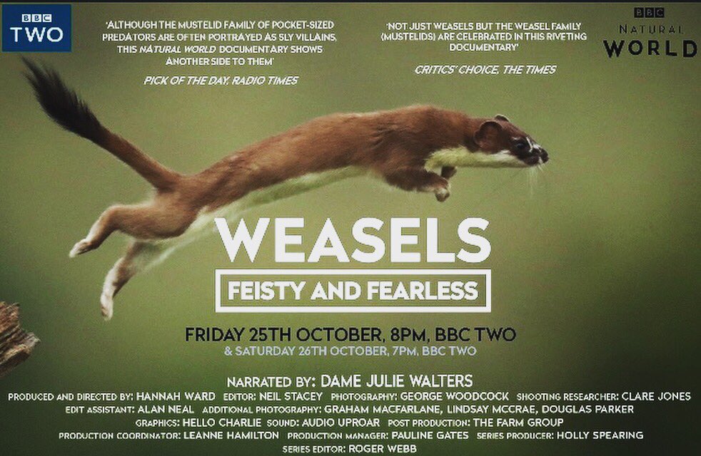 Tune in to <a href="/BBCBreakfast/">BBC Breakfast</a> this morning to see <a href="/RobertEFuller/">Robert E Fuller</a> talking about our new Natural World show ’Weasels: Feisty and Fearless’ 🎥 Friday 8pm BBC2 #weasels #naturalworld #bbc #juliewalters