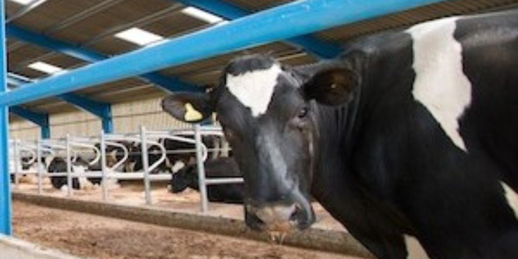 inui_uk's tweet image. LED FARM &amp;amp; AGRICULTURE LIGHTING ow.ly/mjkl50wR54o

✅ Grow lights increase plant yield
✅ Higher quantity and quality egg production
✅ Increased milk yield for dairy cows

🍅🐣🐮

#LEDagriculture #LEDfarm #EnergyEfficiency #CleanerSmarterBrighter