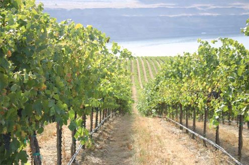 baizalla's tweet photo. #PreciseIrrigation management of #vineyards for better #winequality with optimum resource utilization. Here at @FasalOfficial we provide smart farming solutions #IoT #ArtificialIntelligence #CropPhysiology https://t.co/ZqfaRrLMdk https://t.co/rbjohz9h8T