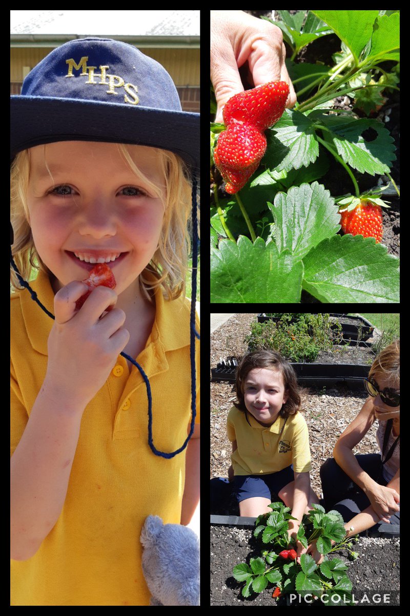 nessazie's tweet photo. Our first strawberries from our garden. Yummy! @McCallumsHillPS @VictoriaArgiros @BridgetSharkey_ https://t.co/Er5iZ7biG7