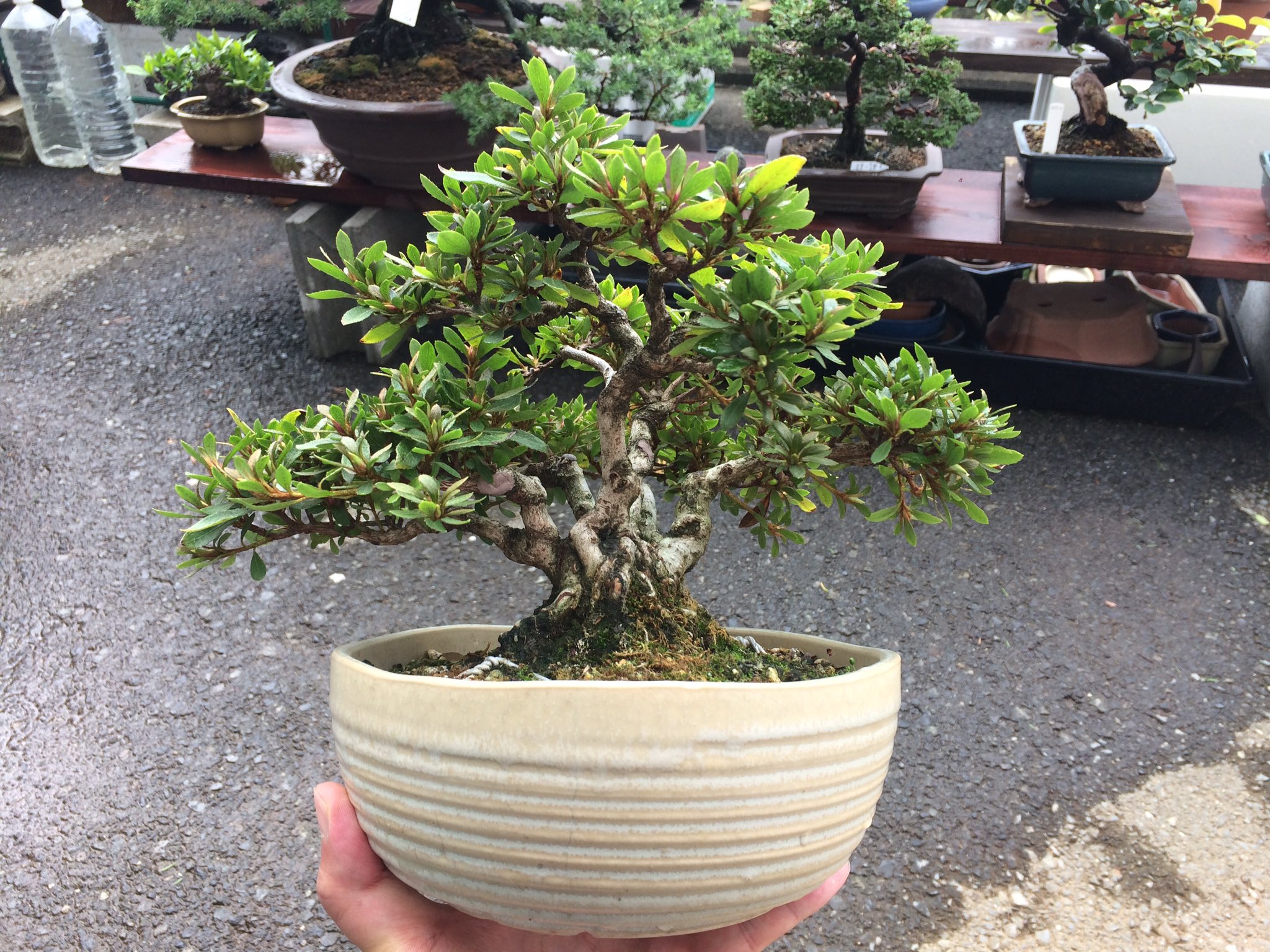 サツキ盆栽 盆栽 サツキ Satsuki Bonsai #132 | Oh! BONSAI