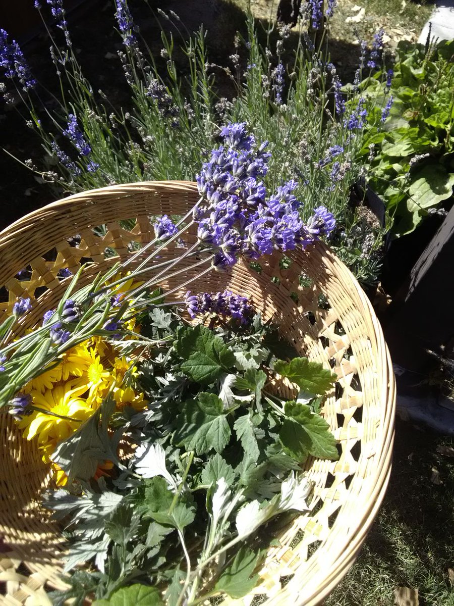 EviesBotanicals's tweet photo. The intention was set to gather plants that offered serenity. Lavender, calendula and mugwort came forward.
***
#MagicalGarden #EarthGypsyEvie #plantmedicine #Earthing #Earthbasedliving #backyardapothecary #blogger #holisticliving #herbalism #summersend #whispersofautumn https://t.co/aIUO1QeDaZ