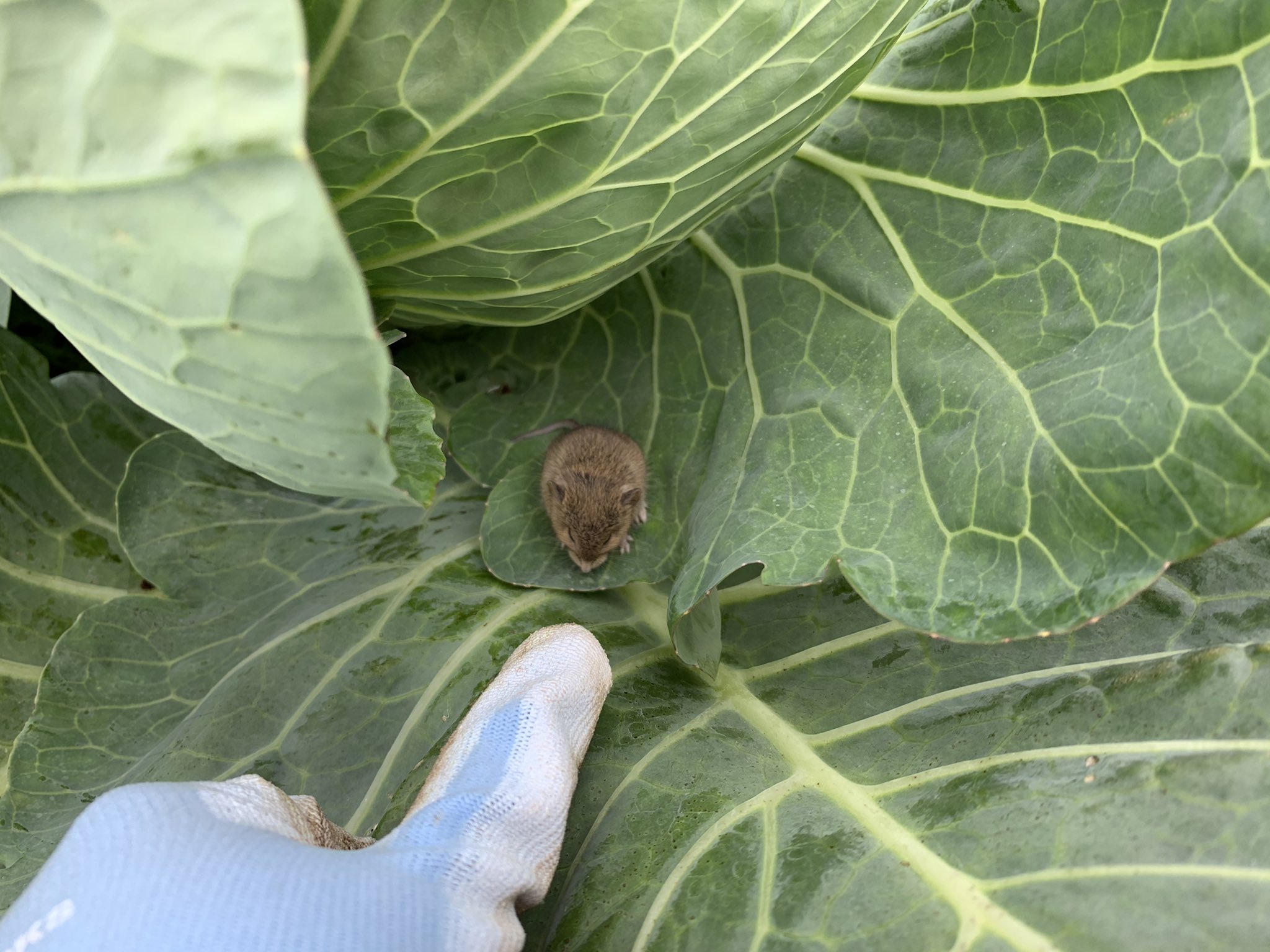 たまらなくカワイイ キャベツ畑の中で台風に耐えるカヤネズミの健気な姿が話題に えのげ たまらなくカワイイ キャベツ畑の中で台風に耐えるカヤネズミの健気な姿が話題に えのげ