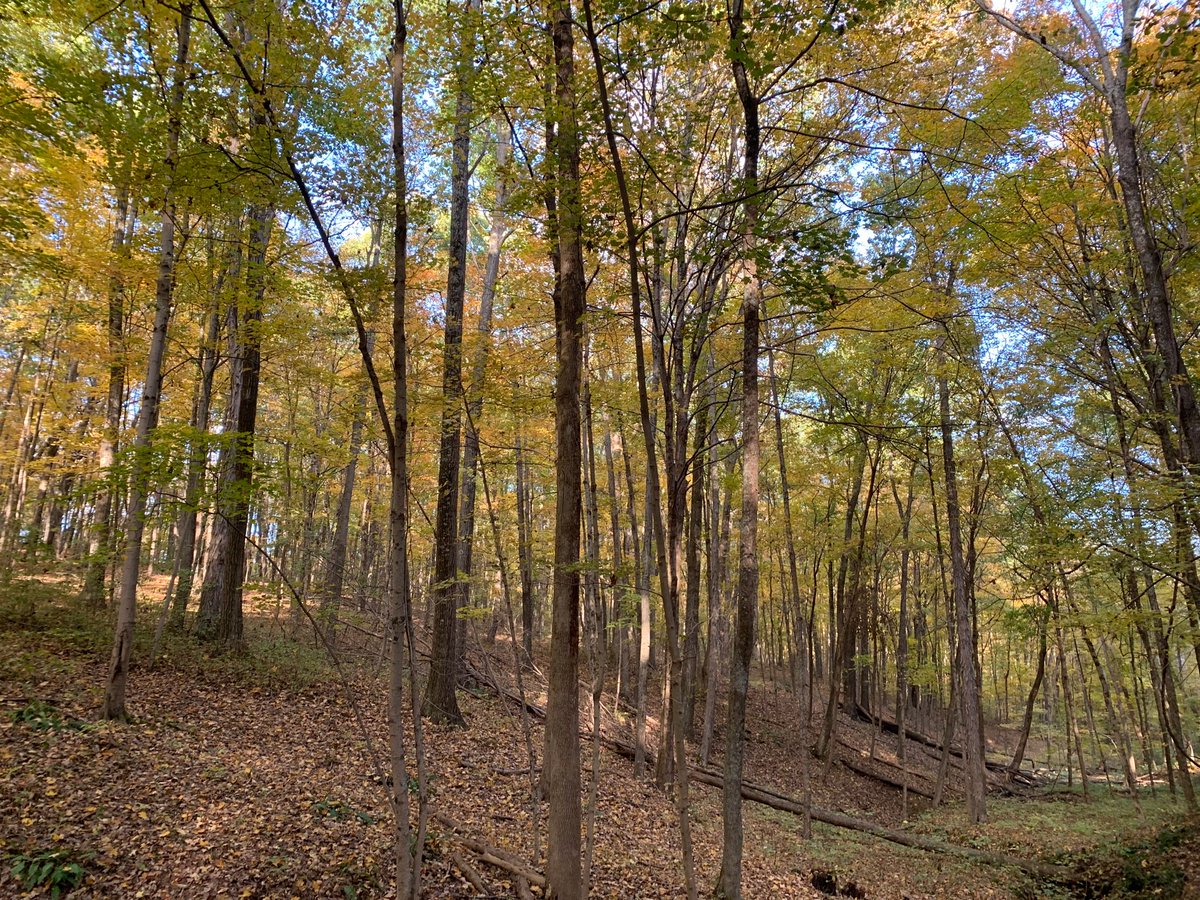 Fall hikes in the backyard. 

I’m thankful that I don’t have to be at work and that I don’t have a 4700sf house to clean/organize anymore.