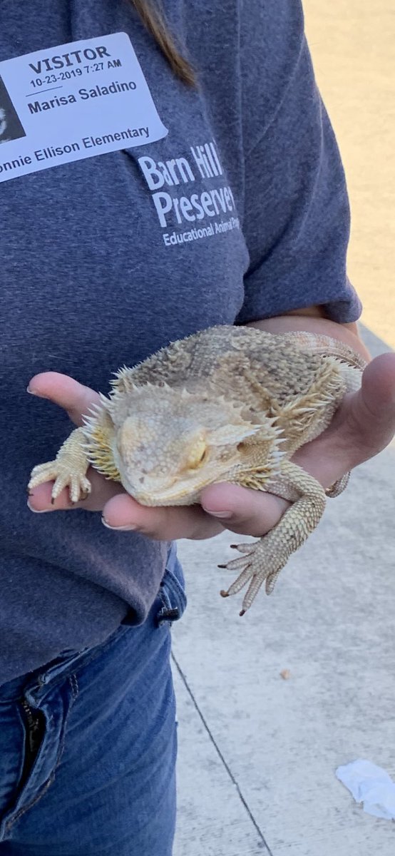Ginaherrera68's tweet photo. Barnhill zoo came for a visit today. The kids loved it and so did the teachers! #thisisellison #slothbaby https://t.co/mii8wSS2BV