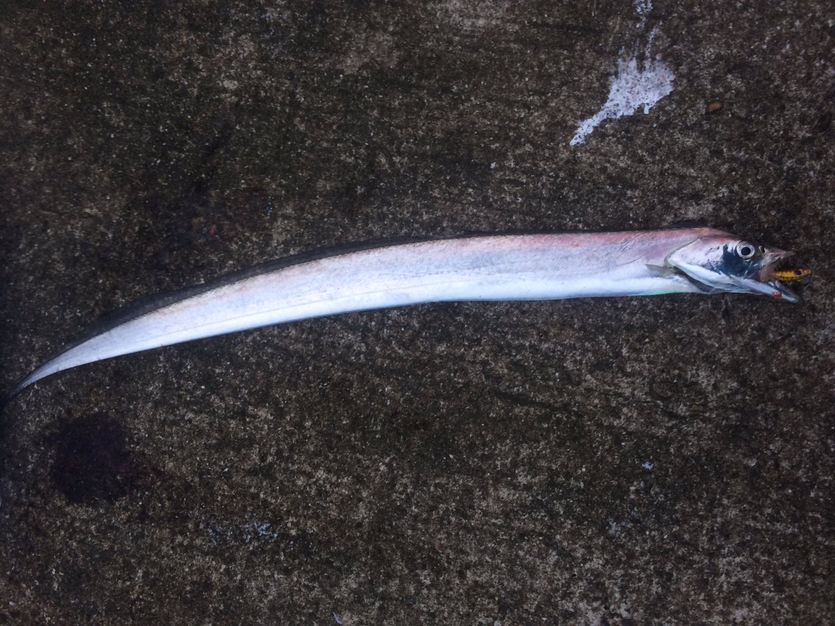 月亭方気 今朝の大浜釣果 サゴシ11匹 タチウオ1匹 フクラギ ツバス 1匹 サワラ クラスのデカイのかかるもランディングネット家に忘れて海から持ち上げたところ足元でラインブレイク 釣り 金沢 大浜 サゴシ タチウオ フクラギ ブリーデン