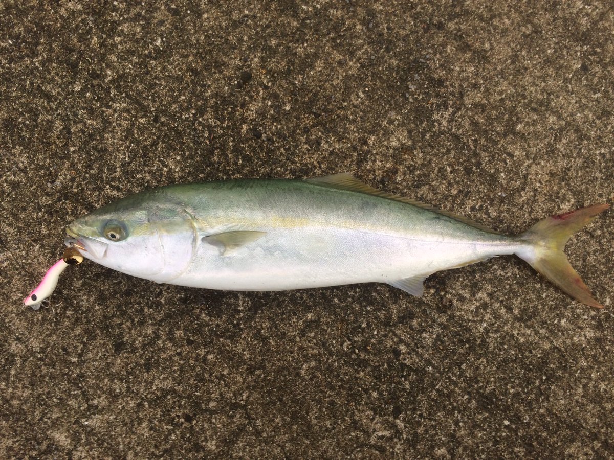 月亭方気 今朝の大浜釣果 サゴシ11匹 タチウオ1匹 フクラギ ツバス 1匹 サワラ クラスのデカイのかかるもランディングネット家に忘れて海から持ち上げたところ足元でラインブレイク 釣り 金沢 大浜 サゴシ タチウオ フクラギ ブリーデン