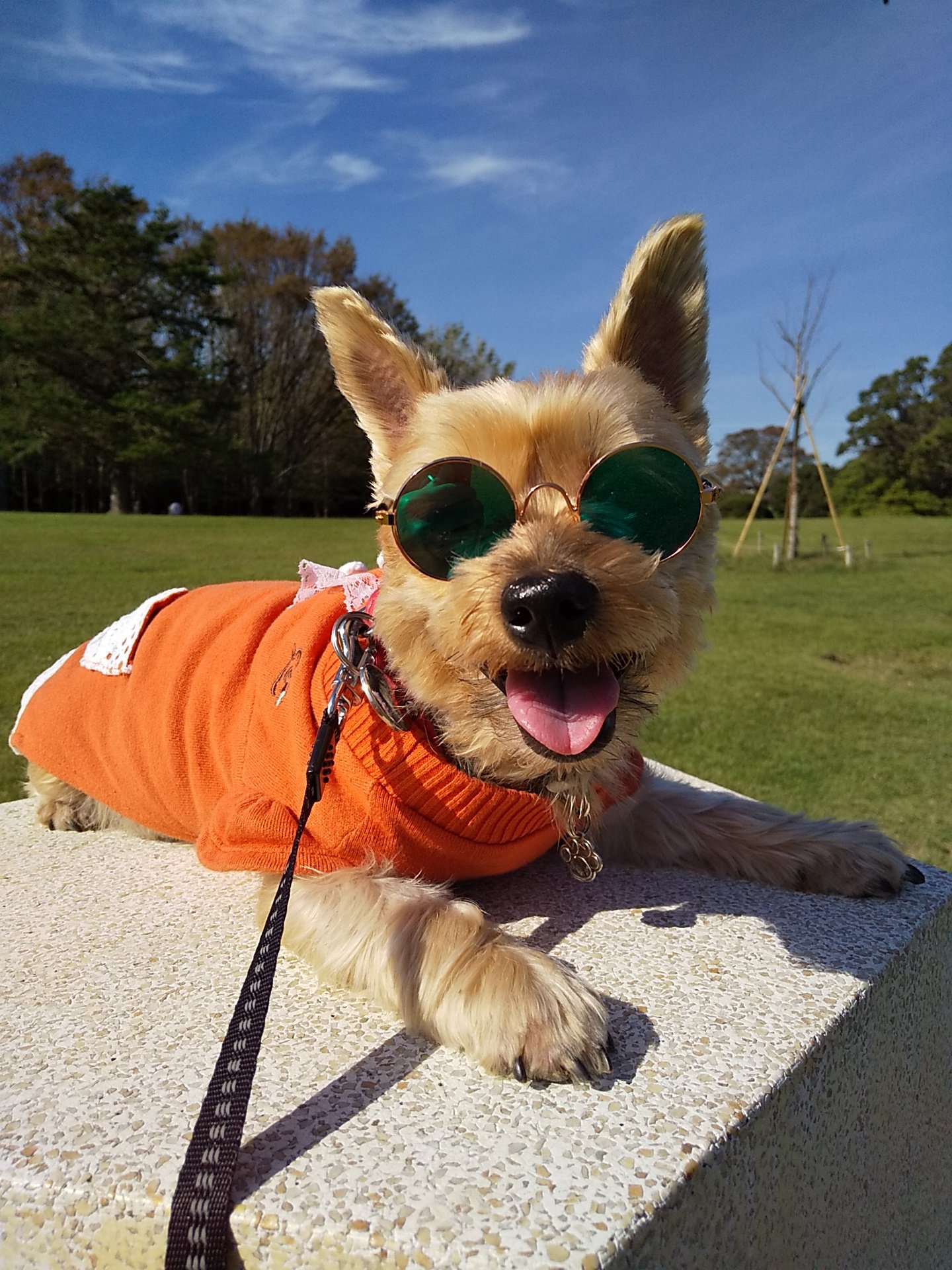 ポテ 昨日は久々の快晴だったので根岸森林公園へ とても横浜とは思えない景色 いつもの散歩場所よりも沢山歩いてくれました ヨーキー 犬 横浜 T Co Czwbqiuuvn Twitter