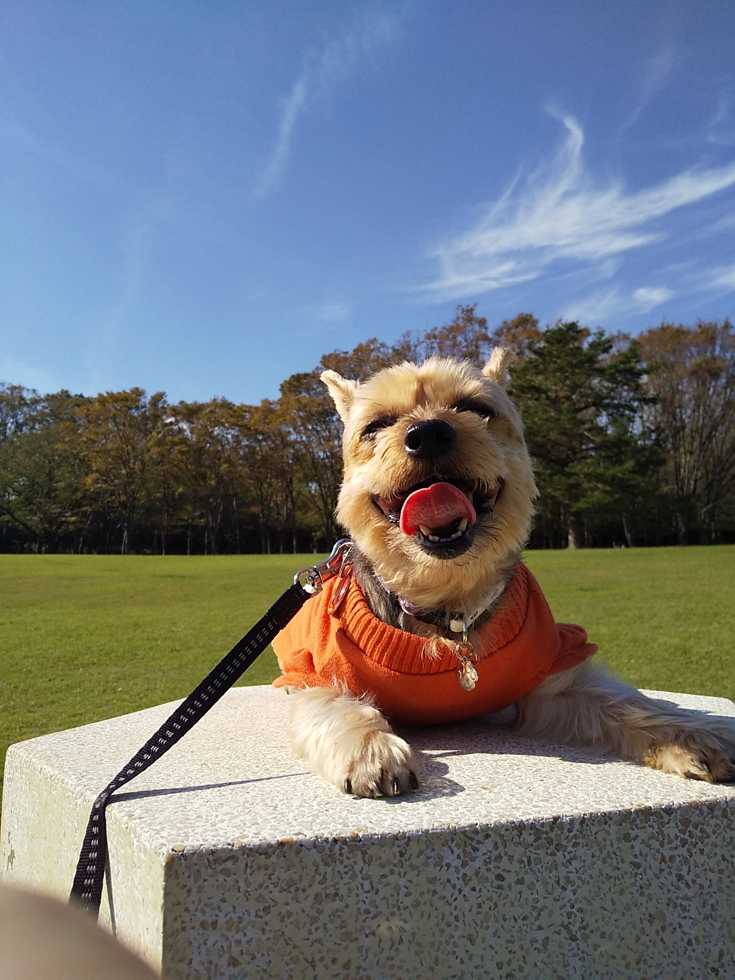 ポテ 昨日は久々の快晴だったので根岸森林公園へ とても横浜とは思えない景色 いつもの散歩場所よりも沢山歩いてくれました ヨーキー 犬 横浜 T Co Czwbqiuuvn Twitter